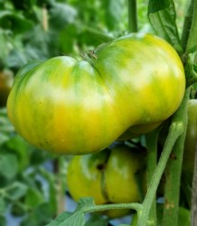 grubs mystery green
